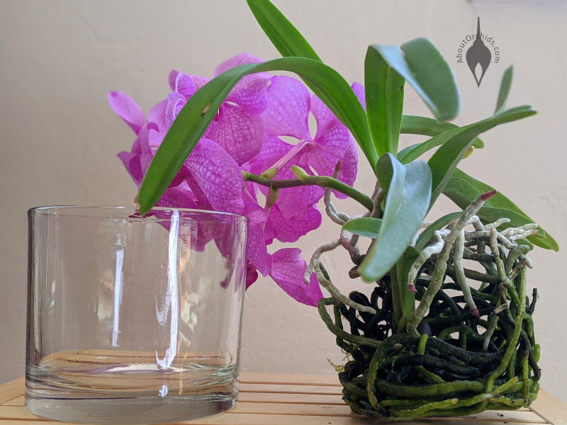 AboutOrchids » Blog Archive » Vanda Orchids in Glass