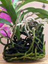 (Vanda Prayad Muang Ratch x Ascocenda Lena Kamolphan) x Vanda Srakaew, orchid hybrid roots grown in shape of vase, orchid grown in glass vase indoors in Pacifica, California