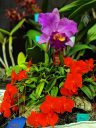 Cattleya coccinea 'Gracie', small bright orange flowers, orchid species flower, large purple and yellow Cattleya hybrid flower, Pacific Orchid Expo 2019, Hall of Flowers, County Fair Building, Golden Gate Park, San Francisco, California