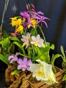 Cattleya and Laelia flowers, Display table with blooming orchid plants, Pacific Orchid Expo 2019, Hall of Flowers, County Fair Building, Golden Gate Park, San Francisco, California