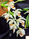 Coelogyne sparsa, orchid species flowers, Pacific Orchid Expo 2020, Hall of Flowers, Golden Gate Park, San Francisco, California