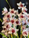 Cymbidium Yai, hybrid orchid flowers, Pacific Orchid Expo 2019, Hall of Flowers, County Fair Building, Golden Gate Park, San Francisco, California