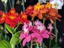 Epidendrum hybrids Pacific line, pink red and orange orchid flowers, reed stem epidendrums, Pacific Orchid Expo 2019, Hall of Flowers, County Fair Building, Golden Gate Park, San Francisco, California