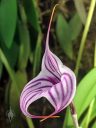 Masdevallia Charisma 'Brilliant', orchid hybrid flower, white flower with purple stripes, pleurothallid, Pacific Orchid Expo 2020, Hall of Flowers, Golden Gate Park, San Francisco, California