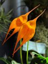 Masdevallia Monarch, orchid hybrid flowers, orange flowers, pleurothallids, Pacific Orchid Expo 2019, Hall of Flowers, County Fair Building, Golden Gate Park, San Francisco, California