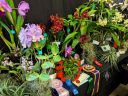 Display table with blooming orchid plants and award ribbons, Pacific Orchid Expo 2019, Hall of Flowers, County Fair Building, Golden Gate Park, San Francisco, California