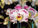 Phalaenopsis Cupid Spirit, orchid hybrid flowers, Phal, Moth Orchid, flowers and buds, white bright pink and yellow flowers, Pacific Orchid Expo 2019, Hall of Flowers, County Fair Building, Golden Gate Park, San Francisco, California