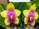 Phalaenopsis Yin's Black Eagle, orchid hybrid flowers, Moth Orchid, Phal, bright yellow and bright pink flowers, Pacific Orchid Expo 2019, Hall of Flowers, County Fair Building, Golden Gate Park, San Francisco, California