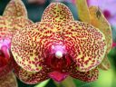 Phalaenopsis, Phal orchid hybrid flowers, Moth Orchid, Pacific Orchid Expo 2013, San Francisco, California