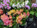 Phalaenopsis, Phal orchid hybrid flowers in a variety of colors, Moth Orchids, Orchids in the Park 2019, Golden Gate Park, San Francisco, California