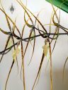 Brassia orchid, orchid hybrid flowers, Spider Orchid, large flowers, grown indoors in Pacifica, California