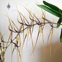 Brassia orchid, orchid hybrid flowers, Spider Orchid, large flowers, grown indoors in Pacifica, California