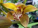 Cymbidium Green Zenith 4N x tracyanum 4N, hybrid orchid flower, gold white and deep red flower, grown outdoors in Pacifica, California