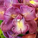 Cymbidium Sweet Wine 'Latour', orchid hybrid flower, peloric flower, Pacific Orchid Expo 2020, Hall of Flowers, Golden Gate Park, San Francisco, California