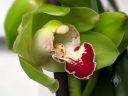 Cymbidium hybrid orchid flower, green white and deep red flower, partially open flower, grown outdoors in Pacifica, California