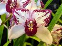 Cymbidium orchid hybrid flower, peloric flower, Pacific Orchid Expo 2020, Hall of Flowers, Golden Gate Park, San Francisco, California