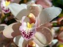 Cymbidium hybrid orchid flower, pink white yellow and reddish-purple flower, flower with water drops, grown outdoors in Pacifica, California