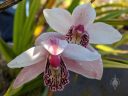 Cymbidium hybrid orchid flowers, pink white yellow and reddish-purple flowers, flowers with water drops, grown outdoors in Pacifica, California