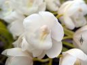 Cymbidium hybrid orchid flower, white flower, grown outdoors in Pacifica, California