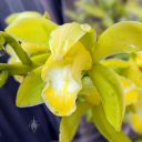 Cymbidium hybrid orchid flower, yellow and white flower with water drops, grown outdoors in Pacifica, California