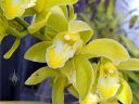 Cymbidium hybrid orchid flower, yellow and white flower, grown outdoors in Pacifica, California