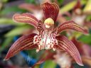 Cymbidium tracyanum, orchid species flower, purplish-red white and yellow flower with spots and stripes, grown outdoors in Pacifica, California