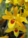 Dendrobium Matos, orchid hybrid flowers, yellow orange and red flowers, Pacific Orchid Expo 2020, Hall of Flowers, Golden Gate Park, San Francisco, California