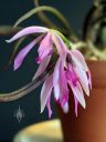 Leptotes pohlitinocoi, orchid species flowers, Brazilian orchid, miniature orchid, grown indoors in Pacifica, California