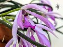 Leptotes pohlitinocoi, orchid species flower, Brazilian orchid, miniature orchid, grown indoors in Pacifica, California
