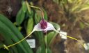 Masdevallia figueroae, orchid species flower, pleurothallid, Pacific Orchid Expo 2020, Hall of Flowers, Golden Gate Park, San Francisco, California
