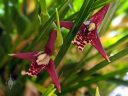 Maxillaria tenuifolia, Coconut Orchid, orchid species flower, fragrant flower, grown indoors in Pacifica, California