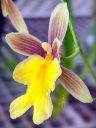 Mexicoa ghiesbreghtiana, AKA Oncidium ghiesbreghtianum, orchid species flower, bright yellow and reddish-brown flower, fragrant flower, Mexican orchid species, grown indoors in Pacifica, California
