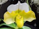 Paphiopedilum Emerald Sea x In-Charm White, orchid hybrid flower, Paph, Lady Slipper, yellow and white flower, Pacific Orchid Expo 2020, Hall of Flowers, Golden Gate Park, San Francisco, California