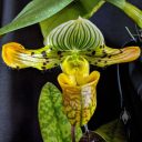 Paphiopedilum venustum 'Blatant', orchid species flower, Lady Slipper with spots stripes and veined flower pouch, Paph, variegated leaf, Pacific Orchid Expo 2020, Hall of Flowers, Golden Gate Park, San Francisco, California