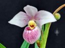 Phragmipedium schlimii, orchid species flower, Lady Slipper, Phrag, Pacific Orchid Expo 2020, Hall of Flowers, Golden Gate Park, San Francisco, California