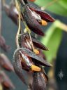 Pleurothallis macrophylla, orchid species flowers, weird flowers, dark purplish-red and orange flowers, Pacific Orchid Expo 2020, Hall of Flowers, Golden Gate Park, San Francisco, California