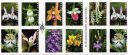 USPS wild orchid stamps, first-class forever stamps, native USA orchid species, 12 stamps of a 20-stamp booklet, Lady Slipper orchids