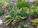 Aloe plicatilis, succulent plant in bloom, aloe species that grows in fan shape, grown outdoors in Pacifica, California