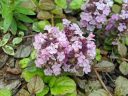 Ajuga, Bugleweed, pink flowers, grown outdoors in Pacifica, California