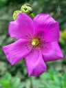 Calandrinia spectabilis, Rock Purslane, succulent species flower, purple flower, grown outdoors in Pacifica, California