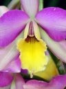Cattleya orchid hybrid flower, close up of flower lip, labellum, purple flower with yellow lip, Pacific Orchid Expo 2016, Golden Gate Park, San Francisco, California