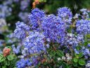 Ceanothus, California Lilac, blue flowers, grown outdoors in Pacifica, California