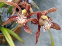 Cymbidium tracyanum, orchid species flowers, fragrant flowers, grown outdoors in Pacifica, California