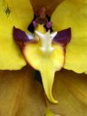 Cyrtochilum macranthum, AKA Oncidium macranthum, orchid species flower, close up of flower lip, labellum, grown outdoors in San Francisco, California