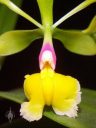 Epidendrum pseudepidendrum, orchid species flower, close up of flower lip, green pink and yellow flower, grown indoors in San Francisco, California