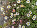 Erigeron daisy, Fleabane, grown outdoors in Pacifica, California