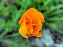 Eschscholzia californica, California poppy, orange flower, grown outdoors in Pacifica, California