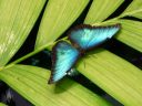 Blue Morpho Butterfly, rainforest exhibit at the California Academy of Sciences, Golden Gate Park, San Francisco, California