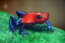 Strawberry poison dart-frog, Oophaga pumilio, bright red and blue frog, blue jeans color morph, rainforest exhibit at the California Academy of Sciences, Golden Gate Park, San Francisco, California