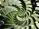 Aloe polyphylla, Spiral Aloe, Succulent Garden, Strybing Arboretum, Golden Gate Park, San Francisco, California